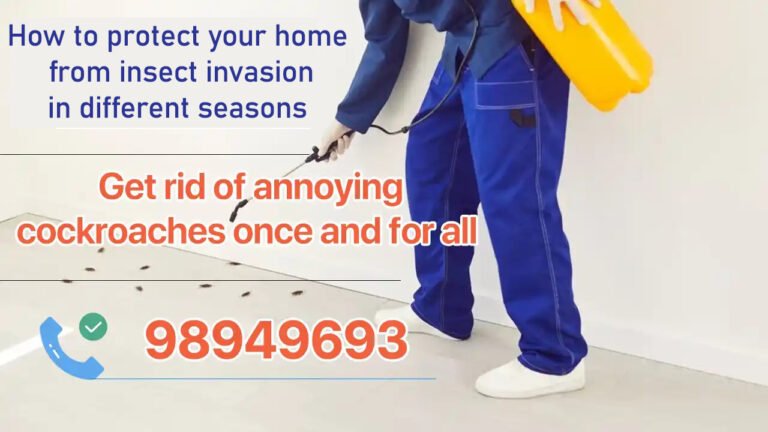 How to protect your home from insect invasion in different seasons?