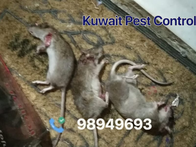 Kuwait Pest Control